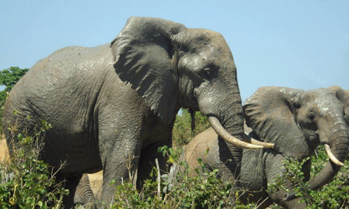 WALUGANJE ELEPHANT SANCTUARY – MOMBASA